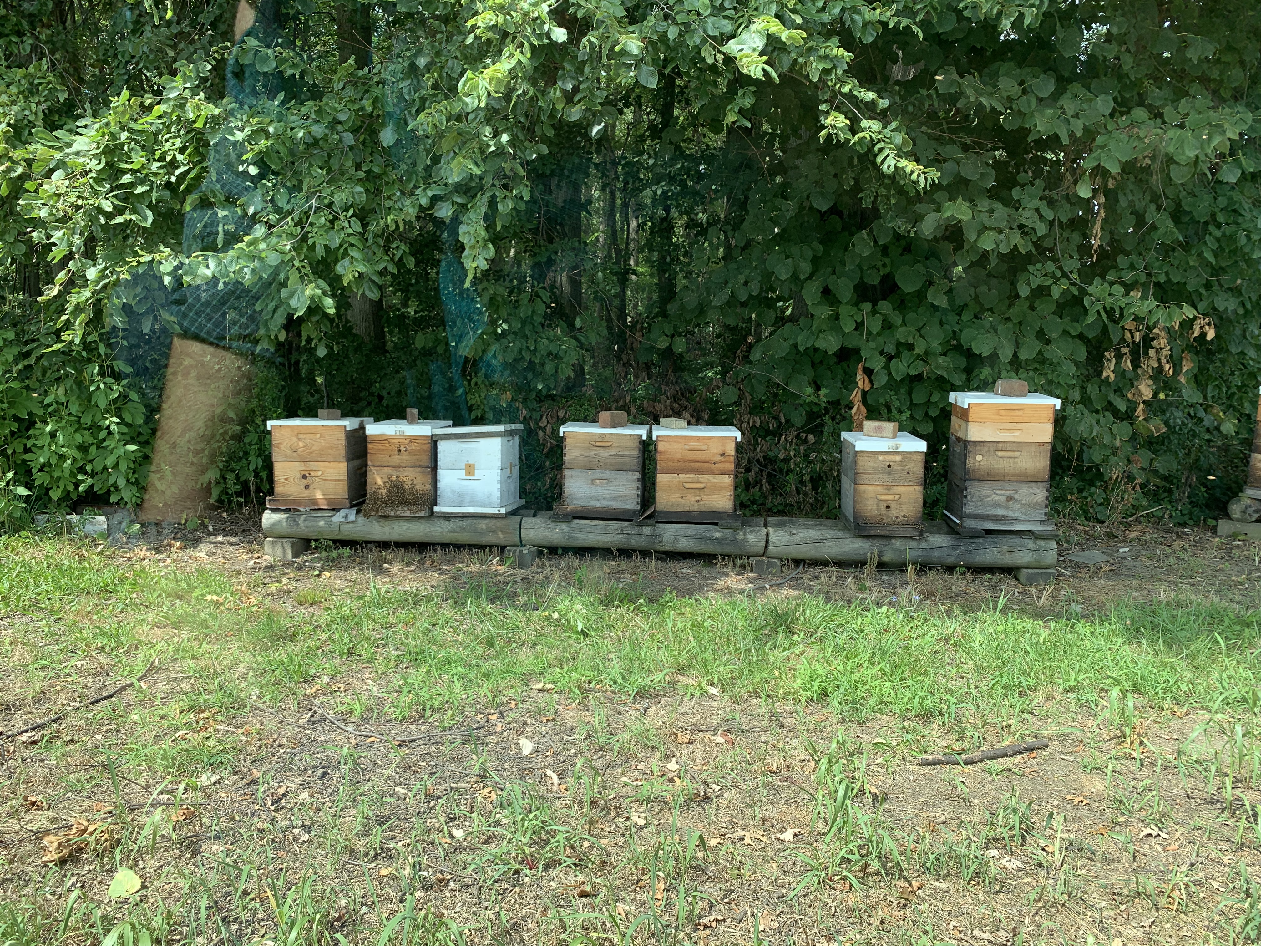 From Hive to Honey Pot - Our Visit to Stein's Honey