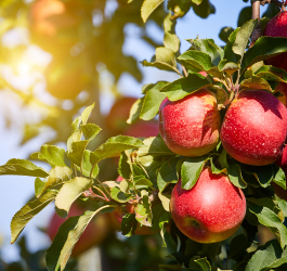 Celebrating Ohio Apples with Quarry Hill Orchards!