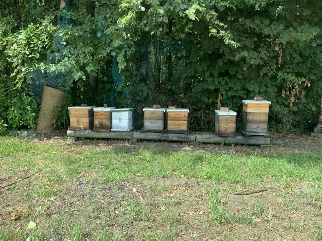 From Hive to Honey Pot - Our Visit to Stein's Honey