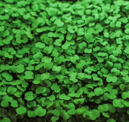 Fresh & Ohio-Grown: Vigeo Gardens Microgreens!