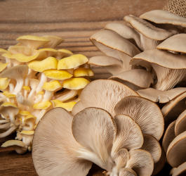 Meaty Texture, Elegant Flavor: Oyster Mushrooms