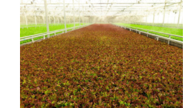 Fresh 'n Crisp Greens